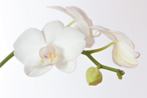 5x Orchidee weiss
