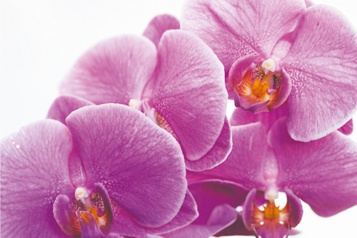 5x Orchidee rosa
