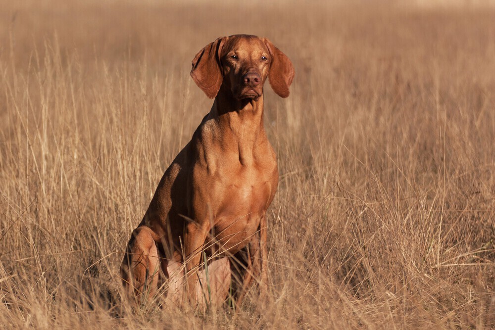 My Best Buddy - Tierfotografie Foto