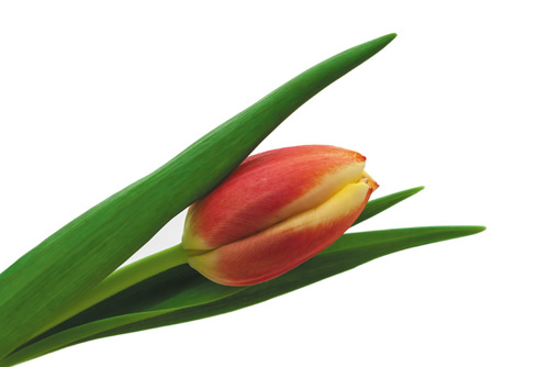 Tulpe