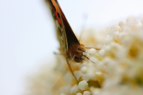 Distelfalter