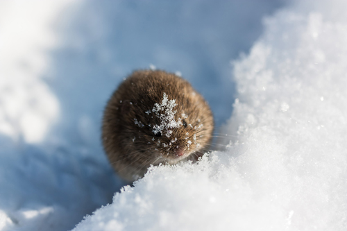 Maus+im+Schnee