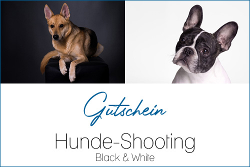 Hunde-Shooting+-+Black+%26+White