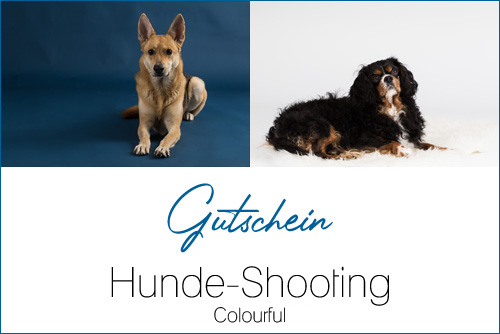 Hunde-Shooting+-+Colourful