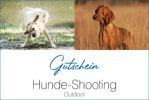 Hunde-Shooting+-+Outdoor+Small